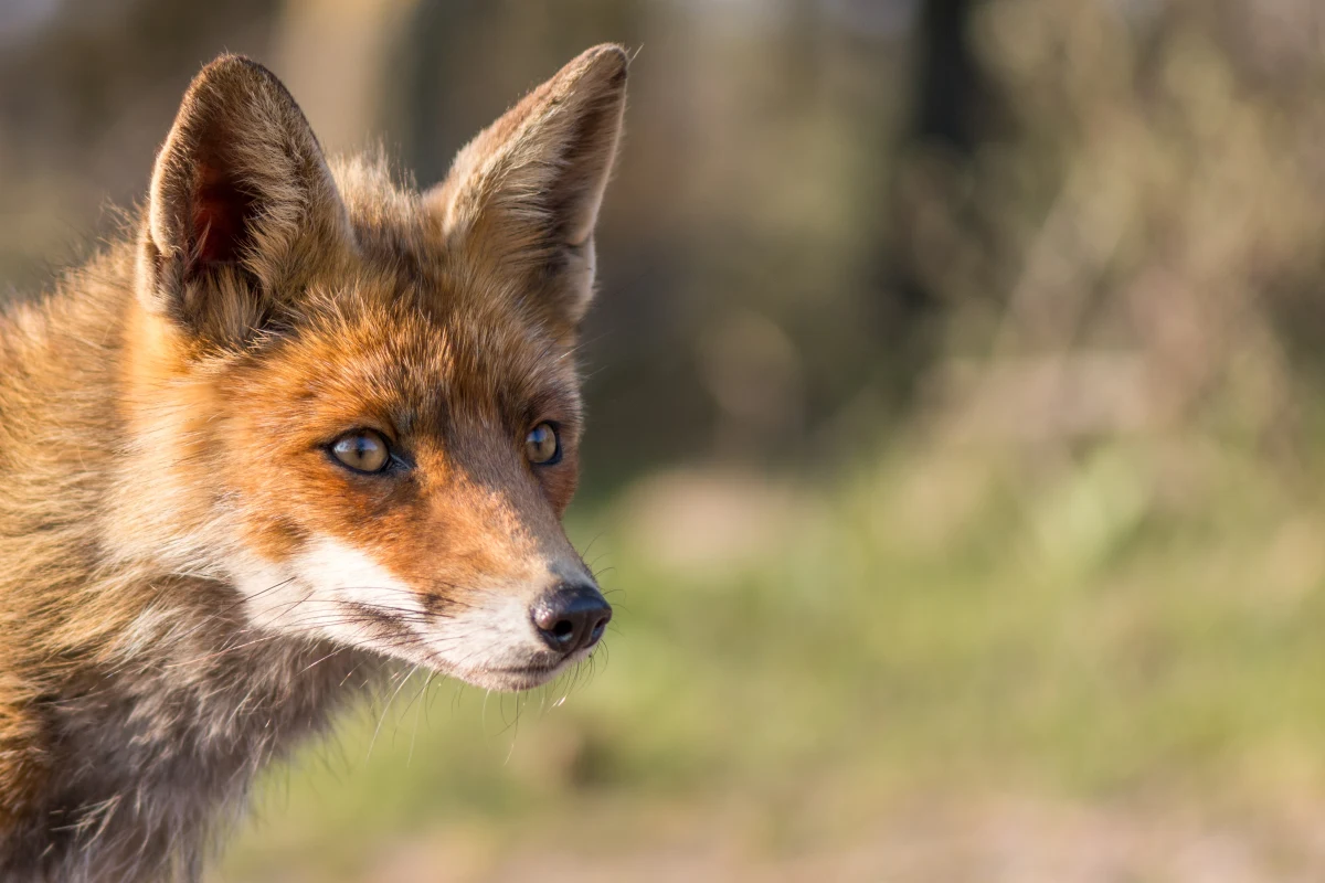 "Nie dotykaj kapsułki i nie dopuszczaj do niej zwierząt domowych!" - alert RCB o takiej treści otrzymali dzisiaj mieszkańcy Małopolski. Został on wysłany w związku z akcją szczepienia lisów przeciwko wściekliźnie, która rozpocznie się już w sobotę 23 września. Szczepionki zrzucane zostaną z samolotów w lasach, na polach i łąkach oraz będą rozkładane ręcznie w parkach.