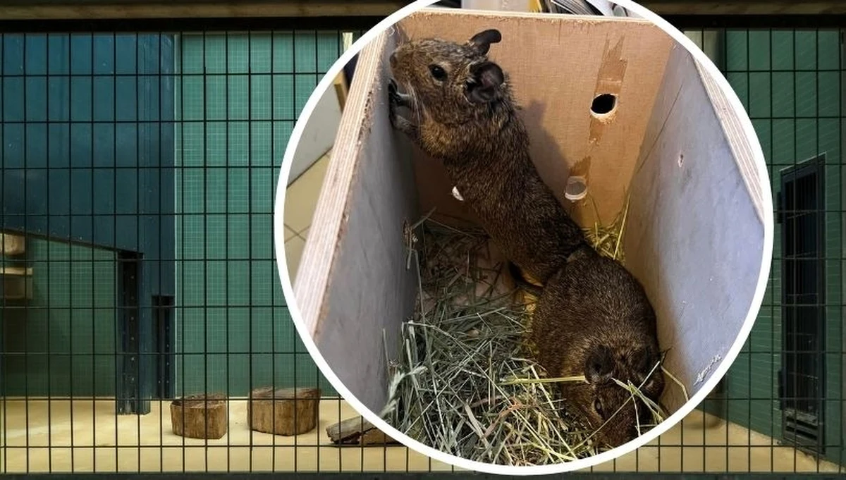 Do krakowskiego okna życia dla zwierząt trafili niecodzienni goście. Dwie koszatniczki szukają nowego domu.