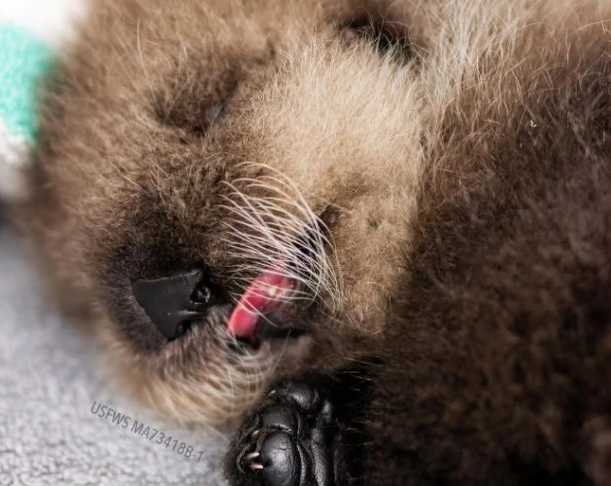 Pracownicy Alaska SeaLife Center stali się rodziną zastępczą dla maleńkiej wydry, która straciła matkę w pierwszym dniu swojego życia. Zwierzę zostało upolowane przez orki, życie malucha uratowali ludzie, którzy z pokładu łódki byli świadkami dramatycznych scen na wodzie.
