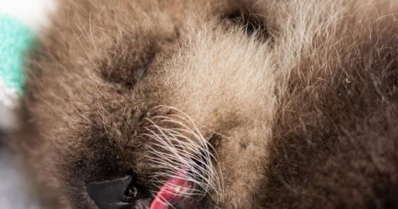 Pracownicy Alaska SeaLife Center stali się rodziną zastępczą dla maleńkiej wydry, która straciła matkę w pierwszym dniu swojego życia. Zwierzę zostało upolowane przez orki, życie malucha uratowali ludzie, którzy z pokładu łódki byli świadkami dramatycznych scen na wodzie.