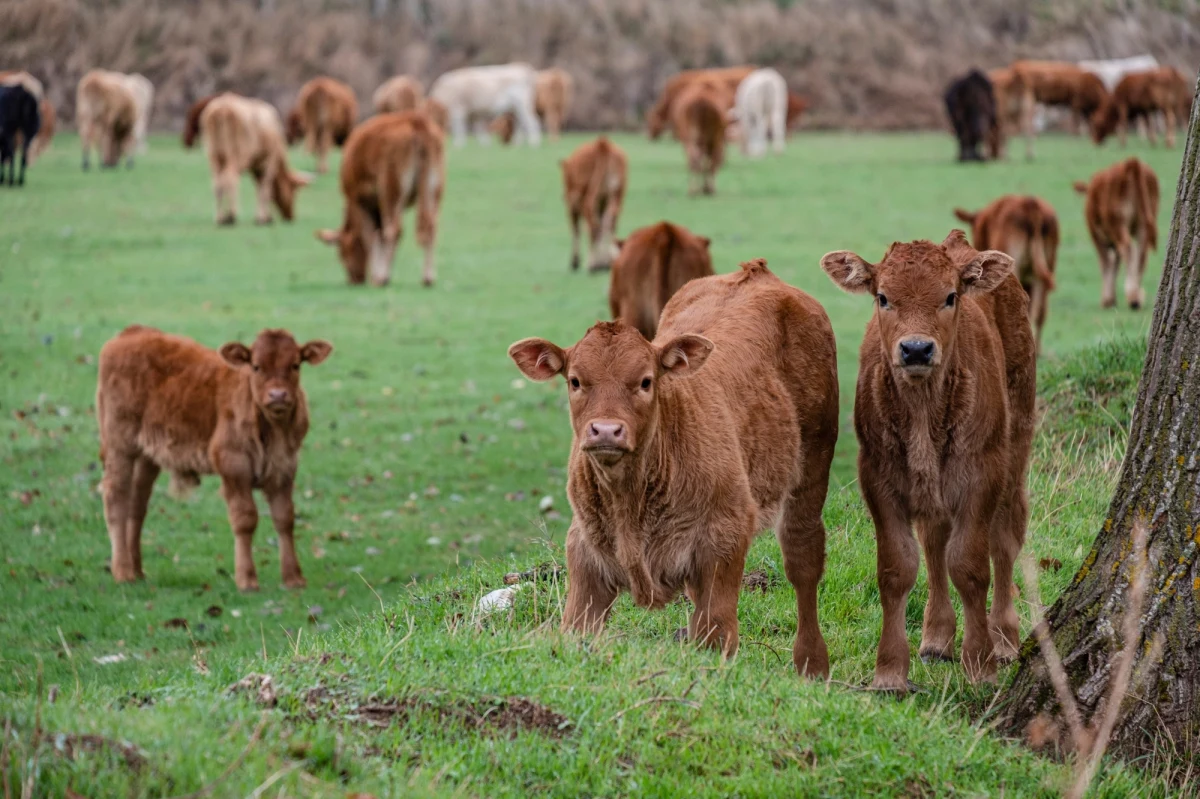 Setki krów padły na epizootyczną chorobę krwotoczną (EHD), zwaną "krowim covidem" - zakaźną, wirusową chorobę bydła, która od wielu miesięcy rozprzestrzenia się w całej Hiszpanii. Oprócz bydła hodowlanego dotyka także zwierzęta dziko żyjące, głównie jelenie i sarny.
