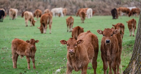 Setki krów padły na epizootyczną chorobę krwotoczną (EHD), zwaną "krowim covidem" - zakaźną, wirusową chorobę bydła, która od wielu miesięcy rozprzestrzenia się w całej Hiszpanii. Oprócz bydła hodowlanego dotyka także zwierzęta dziko żyjące, głównie jelenie i sarny.