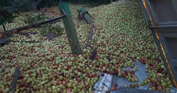 Jedna osoba została zabrana do szpitala w wyniku wypadku ciężarówki w Przyborowie w Małopolsce. Do rowu wpadły tony jabłek, które były przewożone przez pojazd.