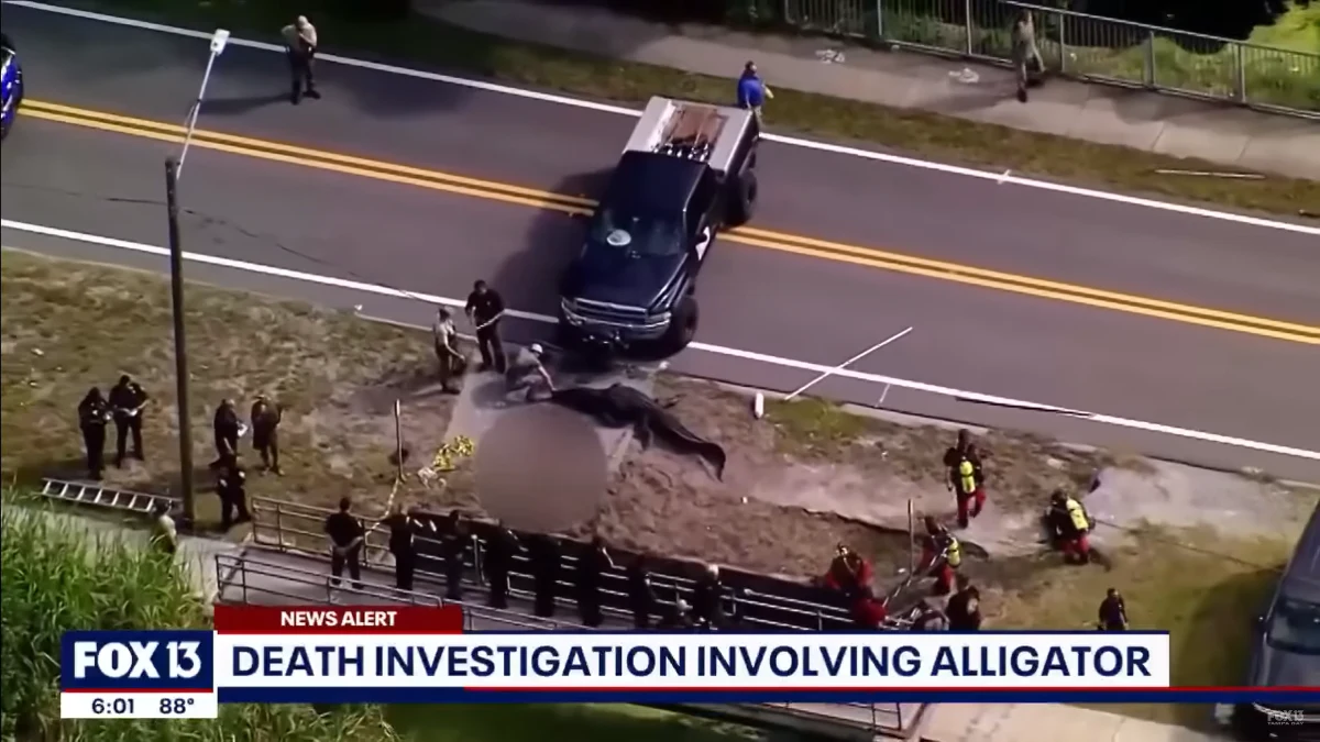 Na Florydzie w kanale Largo znaleziono dużego aligatora z ludzkimi szczątkami w pysku. Zwierzę zostało uśpione. Biuro szeryfa hrabstwa Pinellas nie ustaliło do tej pory tożsamości zabitej osoby.