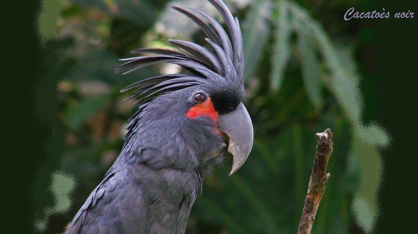 Papugi Rośliny i zwierzęta - najważniejsze informacje