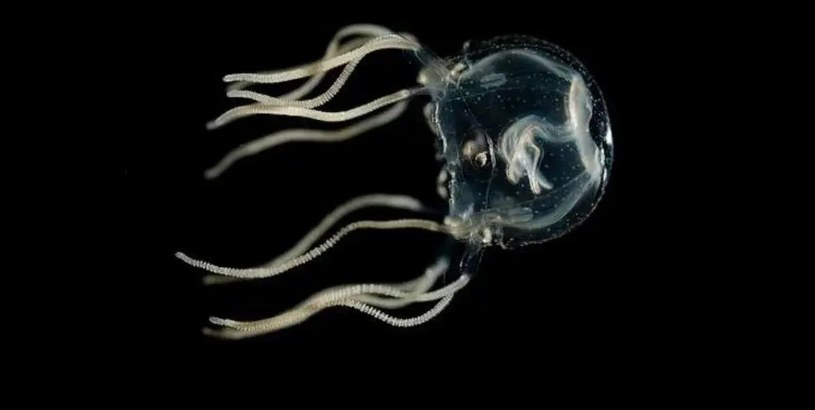 Badacze próbowali nauczyć meduzę Tripedalia cystophora kilku prostych sztuczek, aby przekonać się, czy do nauki potrzebny jest mózg. Efekt? Tego się nie spodziewali.