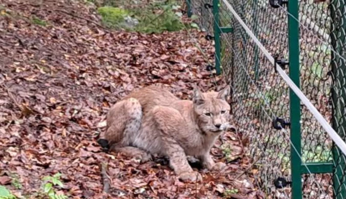 Ryś w "leśnym szpitalu". Leśników zaalarmowali mieszkańcy