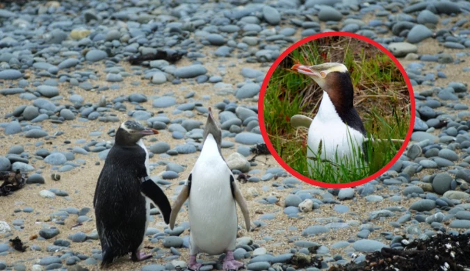Nowa Zelandia ratuje swoje pingwiny. Szalona operacja