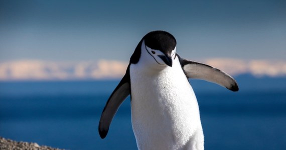 Eksperci obawiają się, że ptasia grypa, która najprawdopodobniej pojawi się na Antarktydzie w nadchodzących tygodniach, może spowodować śmierć tysięcy pingwinów - podał brytyjski dziennik "Daily Telegraph". "Ona może być absolutnie niszczycielska. Mówimy o tym, kiedy, a nie czy" - powiedziała dr Jane Rumble, szefowa departamentu regionów polarnych w brytyjskim ministerstwie spraw zagranicznych.