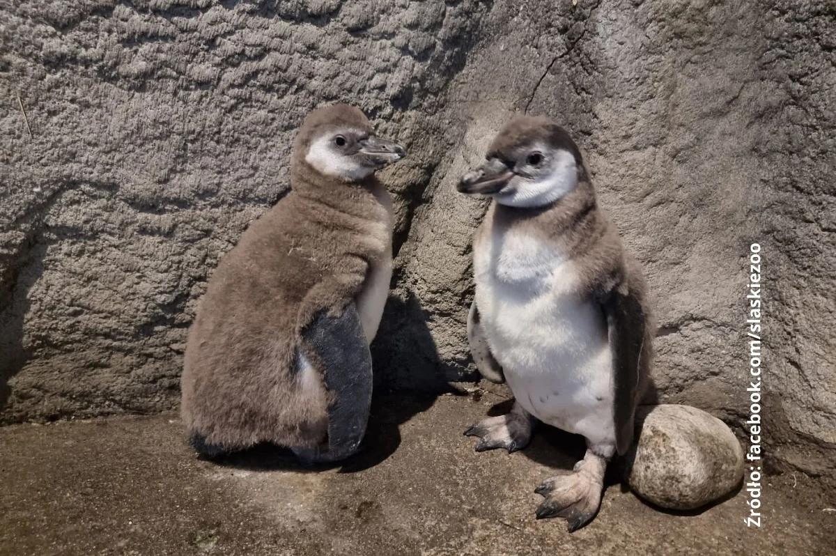 Dwa pingwiny wykluły się na początku sierpnia w chorzowskim zoo - poinformowała rzeczniczka prasowa Śląskiego Ogrodu Zoologicznego Daria Kroczek. Płeć młodych zostanie poznana dopiero po badaniach genetycznych, dlatego ciągle czekają na swoje imiona.
