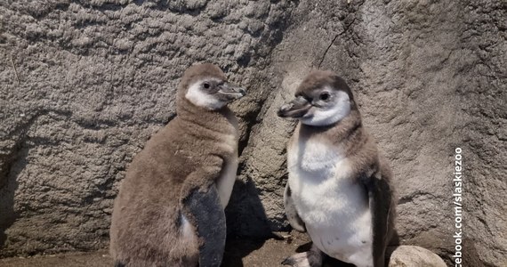 Dwa pingwiny wykluły się na początku sierpnia w chorzowskim zoo - poinformowała rzeczniczka prasowa Śląskiego Ogrodu Zoologicznego Daria Kroczek. Płeć młodych zostanie poznana dopiero po badaniach genetycznych, dlatego ciągle czekają na swoje imiona.
