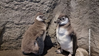 Pingwiny wykluły się w chorzowskim zoo. Maluchy ciągle czekają na imiona