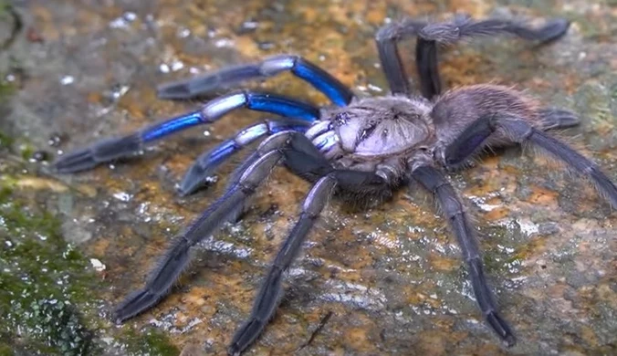 Odkryto niezwykłego pająka. Odznacza się dzięki barwie