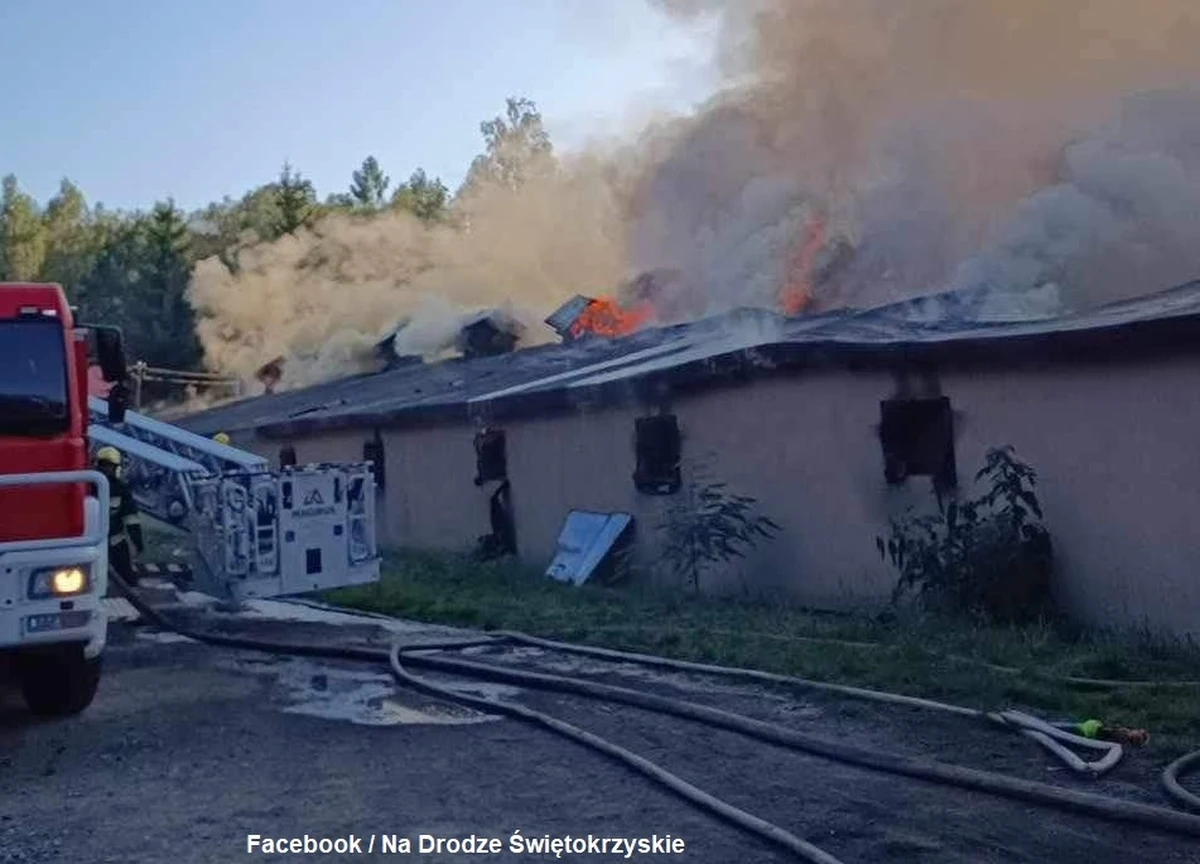 W Ćmińsku w Świętokrzyskiem zapalił się kurnik, w którym znajdowało się prawie 30 tys. kurcząt. W akcji gaśniczej brało udział 56 strażaków.