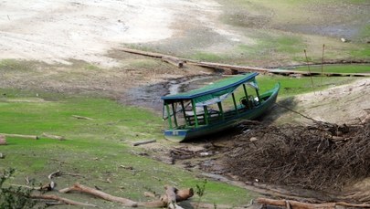 Klęska suszy w Amazonii. Poziom wód jeden z najniższych w historii