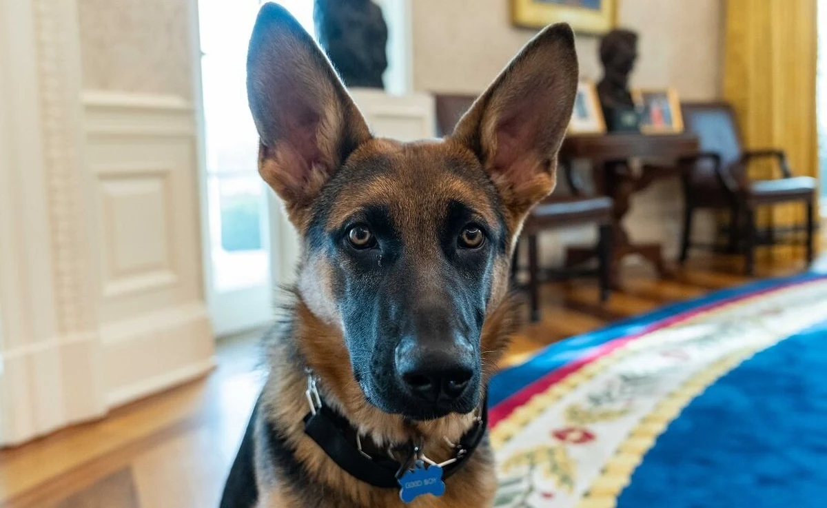 Pies Joe Bidena znów pogryzł funkcjonariusza Secret Service. Agent nie odniósł poważnych obrażeń, został opatrzony w Białym Domu. To już 11. przypadek ataku dwuletniego owczarka niemieckiego o imieniu Commander na pracownika prezydenckiej ochrony.