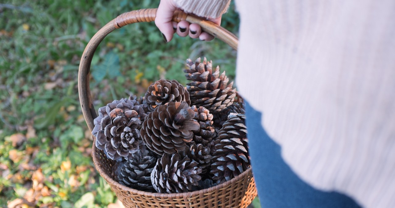 Jak wykorzystać szyszki w ogrodzie? Pięć nietypowych zastosowań