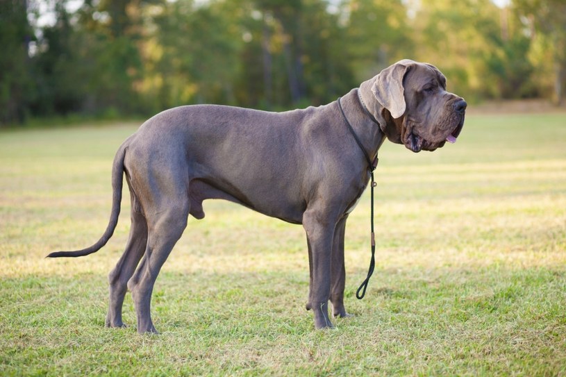 Dog niemiecki Rośliny i zwierzęta - najważniejsze informacje