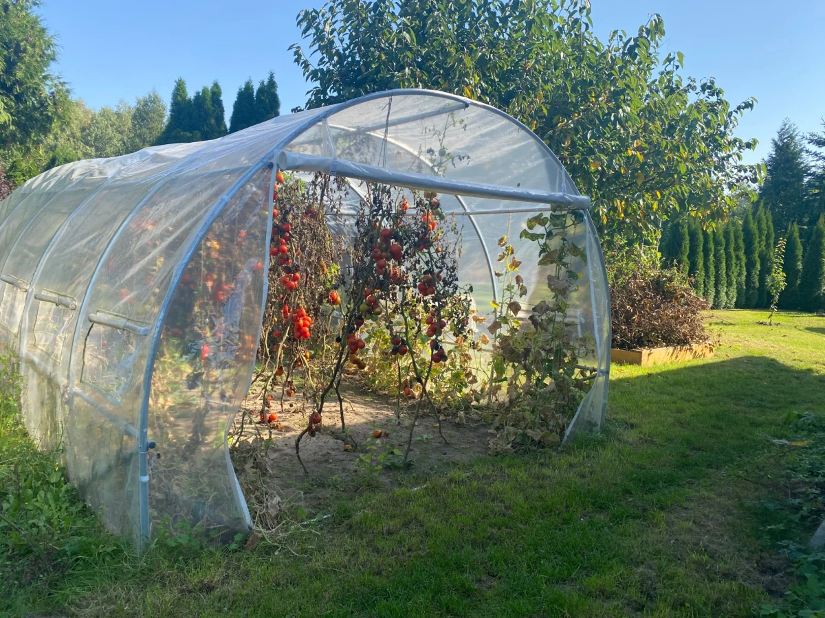 W niedzielę zaczyna się październik - ale przyroda jeszcze się nie przestawiła na tryb jesienny. Na krzewach dojrzewają poziomki, truskawki i maliny. Kwitnie papryka, a fasola daje dodatkowy plon. Dziś zaglądamy na rabaty ogródków działkowych.