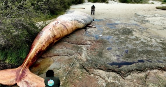 Na jedną z plaż na południowym zachodzie Urugwaju morze wyrzuciło ważącego około 20 ton płetwala błękitnego. To  pierwszy od 100 lat taki przypadek.