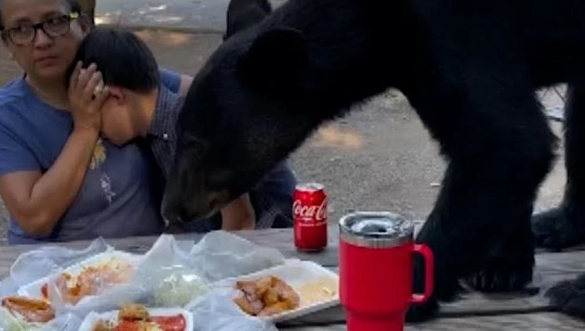 To były 15. urodziny Santiago. Matka chciała sprawić przyjemność synowi z zespołem Downa, zabrała chłopca na piknik w parku narodowym. W pewnym momencie pojawił się nieproszony gość – niedźwiedź, który wskoczył na stół i na oczach zastygłych z przerażenia ludzi, zjadł przygotowane przysmaki.  