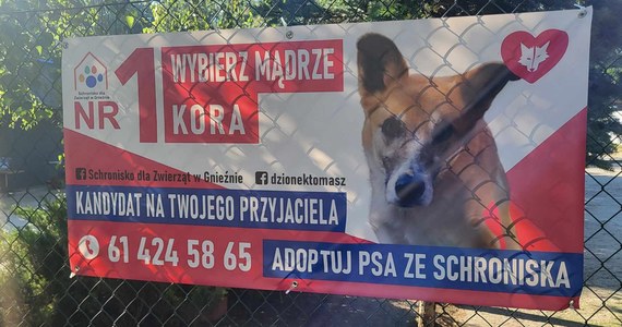 Nietypowe banery wyborcze pojawiły się w kilkudziesięciu lokalizacjach w Gnieźnie. Zamiast twarzy polityków widnieją na nich wizerunki psów z tamtejszego schroniska. Akcja ma zachęcać do odwiedzin schroniska i wybrania swojego nowego przyjaciela.