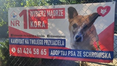 Nietypowe banery wyborcze w Gnieźnie. Zachęcają do zabierania psów ze schroniska