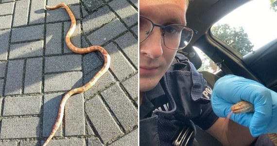 Policjanci szukają właściciela węża zbożowego, który urządził sobie spacer po Osiedlu Parkowym 22 w Czarnkowie w woj. wielkopolskim. Węża zauważyli przechodnie, obecnie znajduje się pod opieką znawcy gatunku.