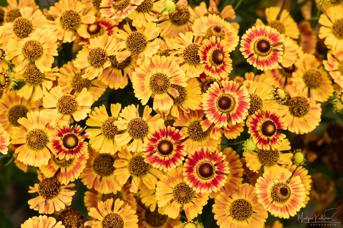 Już jutro (1.10) w Arboretum Wojsławice koło Niemczy na Dolnym Śląsku odbędzie się Festiwal Traw i Kwiatów Jesieni. "Podczas niego w naszej wojsławickiej galerii będzie można podziwiać wyjątkową wystawę kwiatów" - mówi Tomasz Dymny z Arboretum. To tylko jedna z wielu atrakcji zaplanowanych w ogrodzie, którego jesienne barwy potrafią zachwycić.