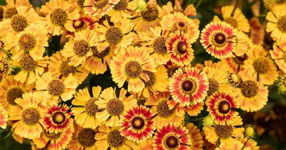 Już jutro (1.10) w Arboretum Wojsławice koło Niemczy na Dolnym Śląsku odbędzie się Festiwal Traw i Kwiatów Jesieni. "Podczas niego w naszej wojsławickiej galerii będzie można podziwiać wyjątkową wystawę kwiatów" - mówi Tomasz Dymny z Arboretum. To tylko jedna z wielu atrakcji zaplanowanych w ogrodzie, którego jesienne barwy potrafią zachwycić.