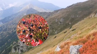 Wysyp czarnej borówki w Tatrach. Specjaliści radzą uważać
