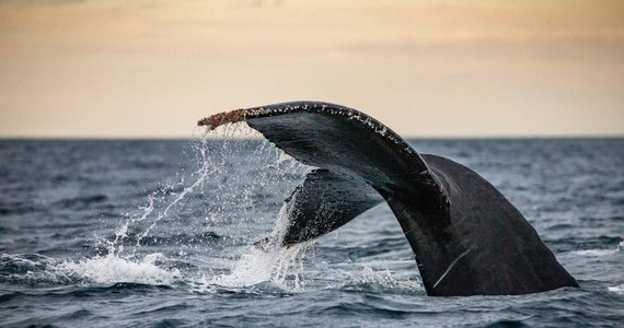 Do tragicznego zdarzenia doszło w sobotę u wybrzeży Sydney. Wieloryb przewrócił łódź, w której znajdowało się dwóch mężczyzn. Jeden z nich zginął, drugi został ranny. 