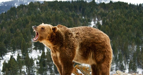 W parku narodowym Banff w prowincji Alberta niedźwiedź grizzly zabił małżeństwo turystów i ich psa. Informację na ten temat podają kanadyjskie media.