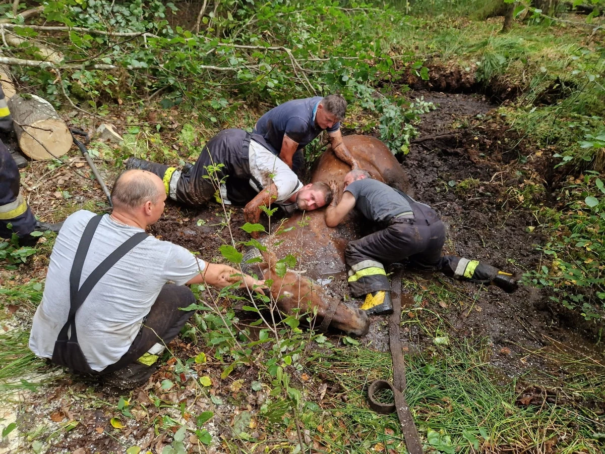 ​Pięć koni uratowali z bagna w brąswałdzkim lesie strażacy z OSP Brąswałd i Spręcowo (Warmińsko-Mazurskie). W akcji uczestniczyli również mieszkańcy. Konie uciekły z jednego z gospodarstw. 