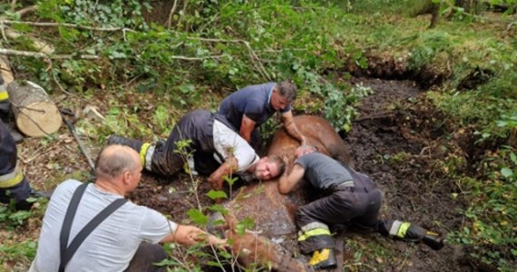 ​Pięć koni uratowali z bagna w brąswałdzkim lesie strażacy z OSP Brąswałd i Spręcowo (Warmińsko-Mazurskie). W akcji uczestniczyli również mieszkańcy. Konie uciekły z jednego z gospodarstw. 