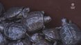 Ratują polskie żółwie błotne. Na wolność wypuszczono małe żółwiki
