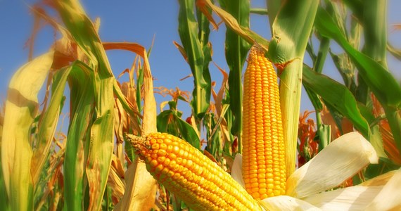 Spółka Elewarr rozpoczęła skup kukurydzy za ok. 500 zł za tonę. Jak poinformował szef resortu rolnictwa Robert Telus, Orlen będzie kupował kukurydzę na biopaliwa. “Przyspieszyliśmy to o 2 lata, bo paliwo E10 miało wejść w 2026 r.” – dodał. 