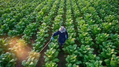 ​Czarne chmury nad plantatorami tytoniu