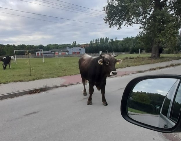 /KPP Zduńska Wola /Policja