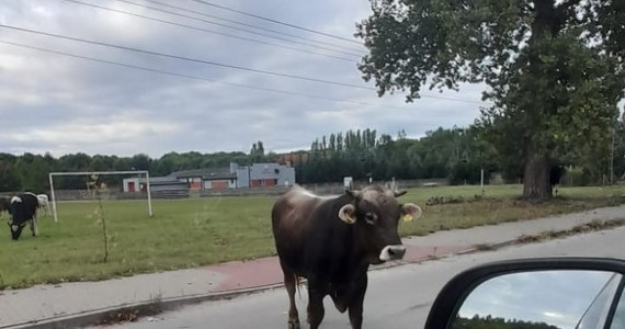 W miejscowości Paprotnia koło Zduńskiej Woli 7 byków spacerowało po jezdni i pobliskim boisku. Zwierzęta nad ranem sforsowały ogrodzenie i uciekły z zagrody.