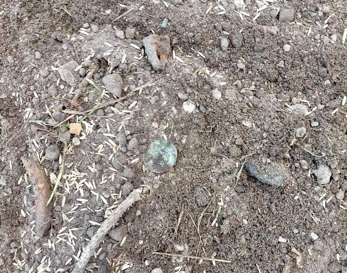 Wyjątkowego odkrycia dokonano w Kamieniu Pomorskim. W trakcie usuwania korzenia drzewa w pobliżu tzw. kapitanatu portu  na ulicy Wilków Morskich, pan Jacek Ukowski ze Stowarzyszenia im. Św. Korduli natrafił na monetę Zygmunta I Starego, króla Polskiego w latach 1506-1548.