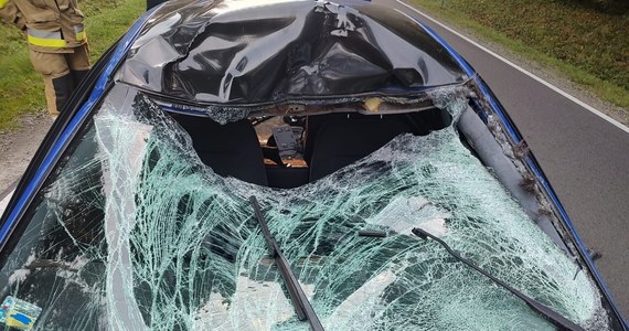 Niedaleko miejscowości Kowalówka na Podkarpaciu kierowca samochodu osobowego uderzył w łosia, który wybiegł z lasu. Samochód ma wybitą przednią szybę i uszkodzony dach. Kierowca trafił do szpitala. Zwierzę padło.

