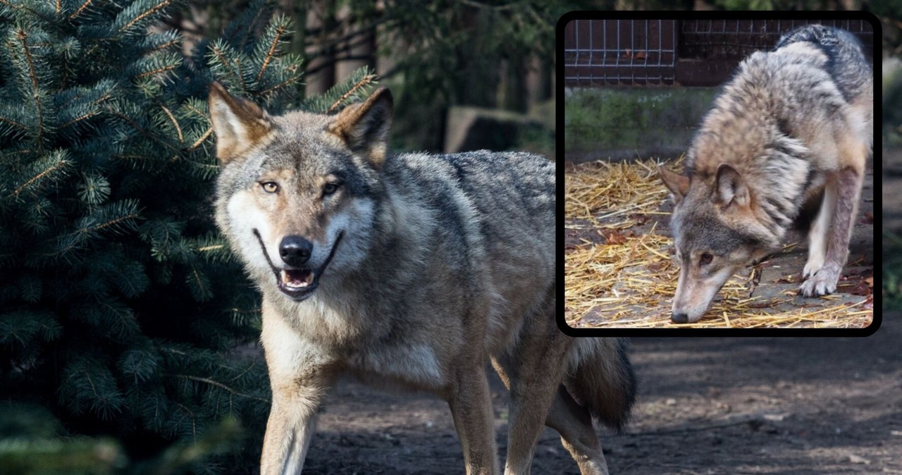 Najpopularniejszy wilk w Polsce odłowiony. Kamyk wróci tam, skąd uciekł