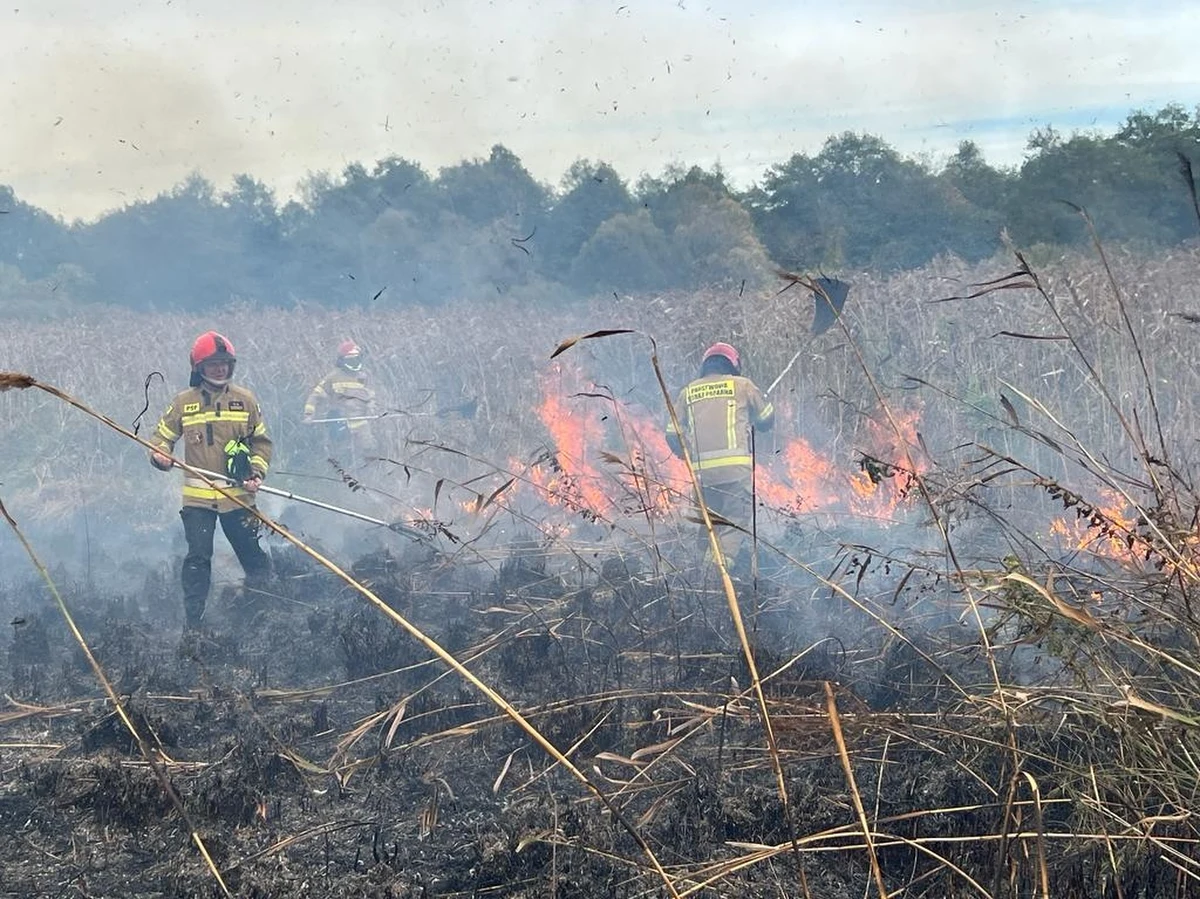 "Pożar w Biebrzańskim Parku Narodowym wydaje się być opanowany" - przekazał nam rzecznik podlaskiej straży pożarnej, młodszy brygadier Piotr Chojnowski. Ogień po południu pojawił się w okolicach miejscowości Olszowa Droga w gminie Goniądz.