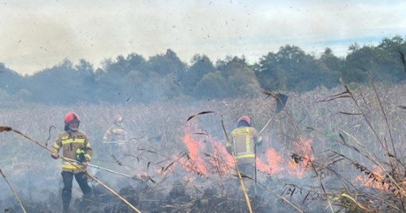 "Pożar w Biebrzańskim Parku Narodowym wydaje się być opanowany" - przekazał nam rzecznik podlaskiej straży pożarnej, młodszy brygadier Piotr Chojnowski. Ogień po południu pojawił się w okolicach miejscowości Olszowa Droga w gminie Goniądz.