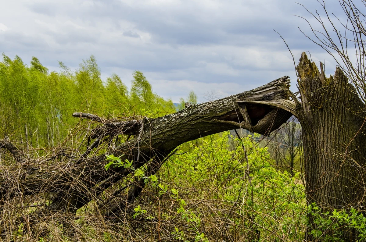 Prawie 1,5 tysiąca razy interweniowali od wczoraj strażacy w związku z wichurami i ulewami, które przeszły nad Polską - to najnowsze dane Państwowej Straży Pożarnej. Najwięcej zgłoszeń odnotowano na Mazowszu.