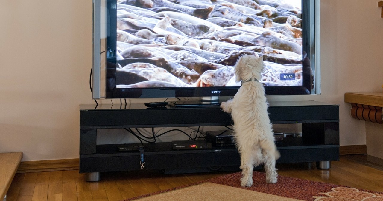  Jak pies widzi telewizor? Jedno ważne ustawienie, żeby zainteresować go obrazem