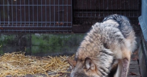 ​Wielka ucieczka wilka Kamyka dobiegła końca. Po kilku miesiącach udało się schwytać trójłapego wilka, któremu udało się podkopem zbiec z wybiegu na terenie Wolińskiego Parku Narodowego. Kamyk na wolności żył od połowy kwietnia. 