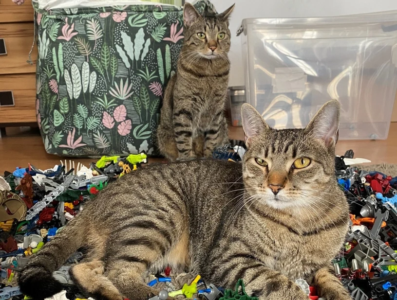 Właściciele dostają dofinansowanie. 500 zł na psa i kota