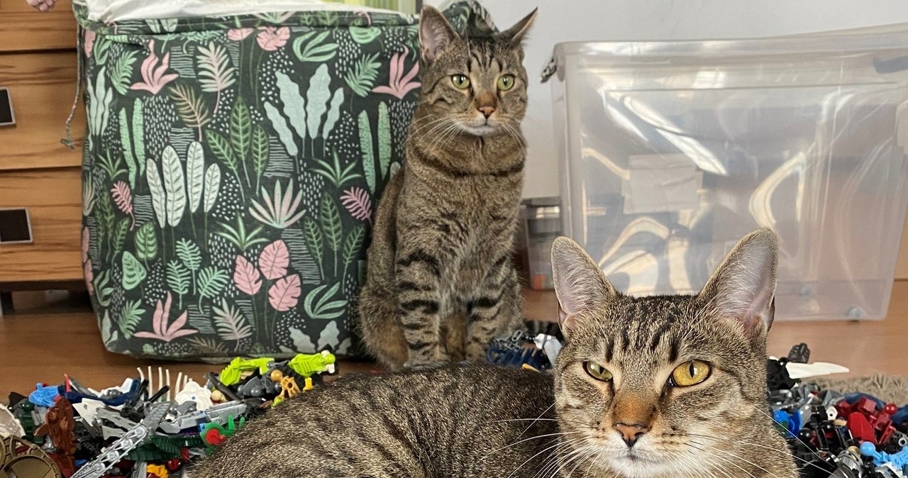 Właściciele dostają dofinansowanie. 500 zł na psa i kota